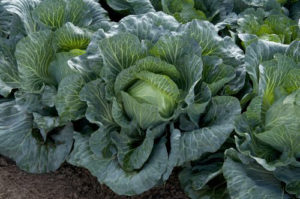 Cabbage Takii Seed