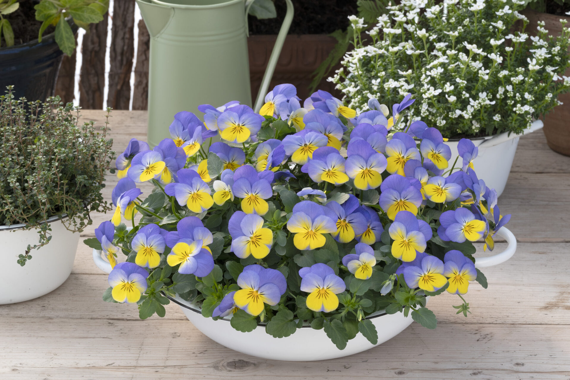 Vivaldi violas: experience early blooming & a symphony of colours